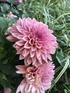 娇艳粉色菊花绽放