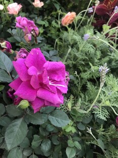 娇艳玫红花朵绽放