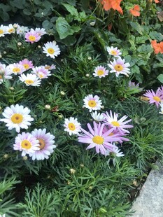 多彩雏菊绽放于绿植间