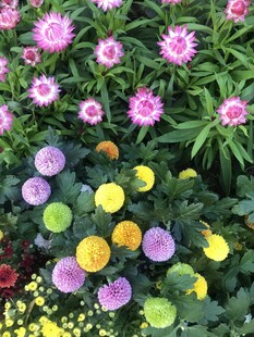 多彩花卉绽放生机