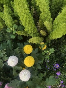 绿叶间的多彩花朵