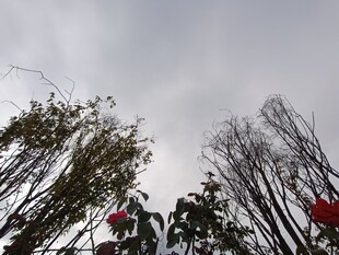 工人高空作业修剪树木