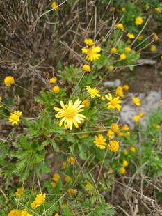 黄色小花绽放于枝间