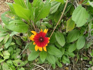 娇艳双色花绽放绿叶间