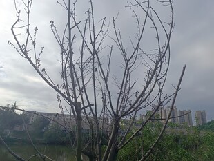 枯树枝下的城市远景