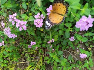 蝴蝶停驻于粉紫色花丛中