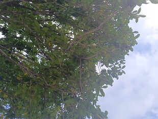 仰视繁茂树冠与蓝天白云