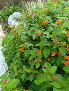 绿叶间的橙红小花绽放