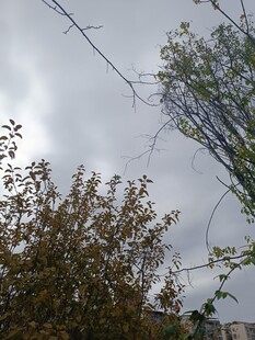 阴天中的树木景象