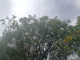 雾中葱郁树木景观