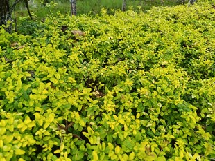 翠绿繁茂的植物景观