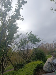 阴天公园绿植景观