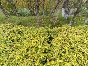 春日林间繁茂黄色灌木丛