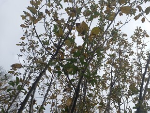 仰视视角下的繁茂树木