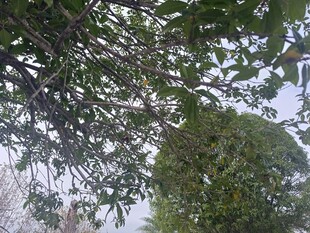 枝叶繁茂的树木景观