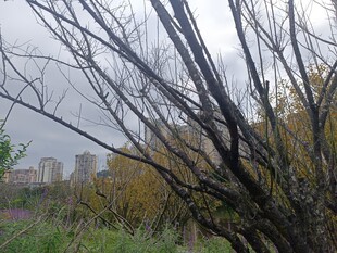 秋日城郊荒野景色
