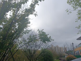 阴天城市中的树木景观