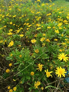 田野中的灿烂黄色小花