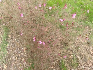 粉色小花点缀绿色草地