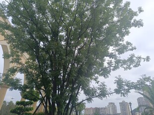 户外茂盛绿树景观