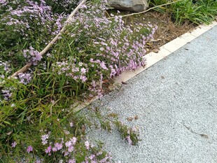 路边绽放的紫色小花