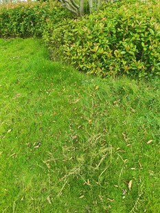 翠绿草地与繁茂绿植景观