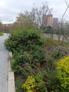 城市路边多彩绿植景观