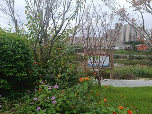 城市中的绿植景观一角