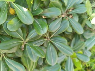 绿叶丛生的植物特写