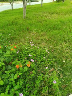草地花丛中的多彩景致