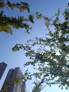 蓝天绿树间的城市景致