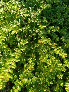 茂密翠绿的树叶景观