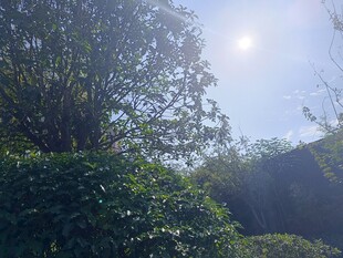 阳光洒落绿意盎然树林