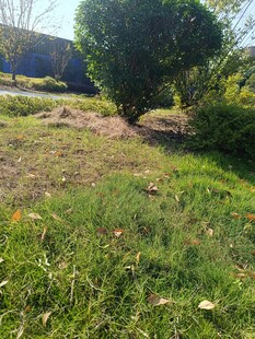 户外绿意盎然的草地景观