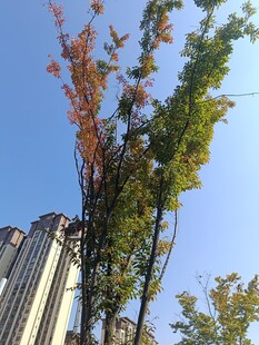 秋日楼旁多彩树木景观