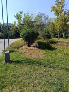 户外草坪绿植景观一角