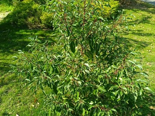翠绿繁茂的户外植物景观