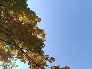 秋日树梢与蓝天美景