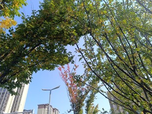 城市中葱郁的绿树景观