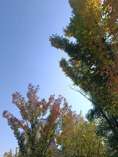 秋日树梢与蓝天美景