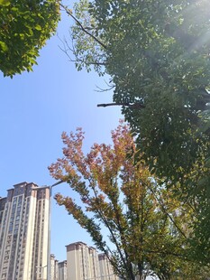 城市中树木与高楼相映