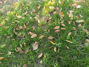 地面上的落叶与绿草