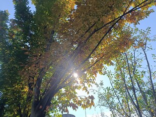 阳光透过树叶洒下的美景