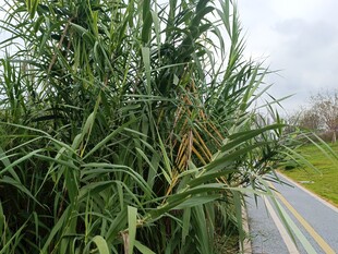 路边茂盛的绿色芦苇丛