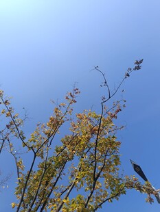 蓝天映衬下的多彩树枝