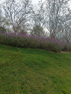 草地旁的紫色花丛与树木