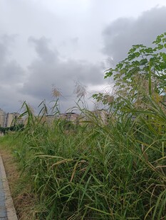 路边繁茂的绿色草丛