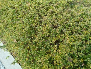 翠绿繁茂的户外灌木丛