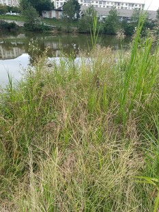 河畔繁茂野草景观