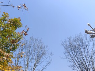 秋日树梢与蓝天景致